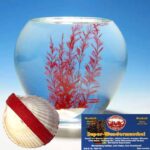 Wundermuschel – Bild 2